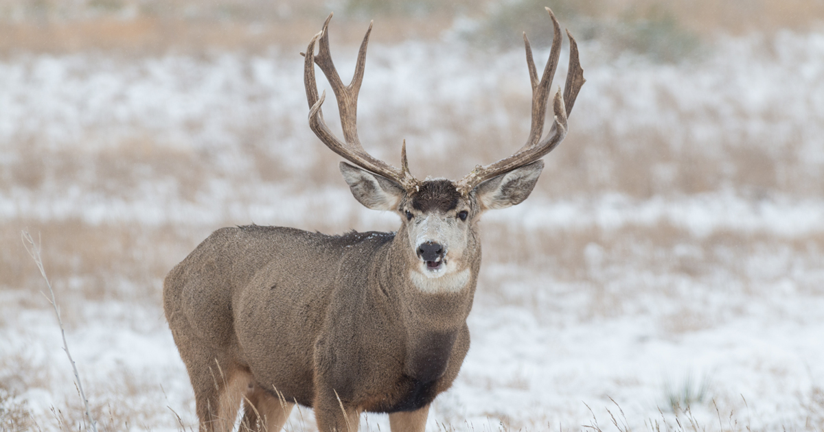 4 Best Mule Deer Cartridges