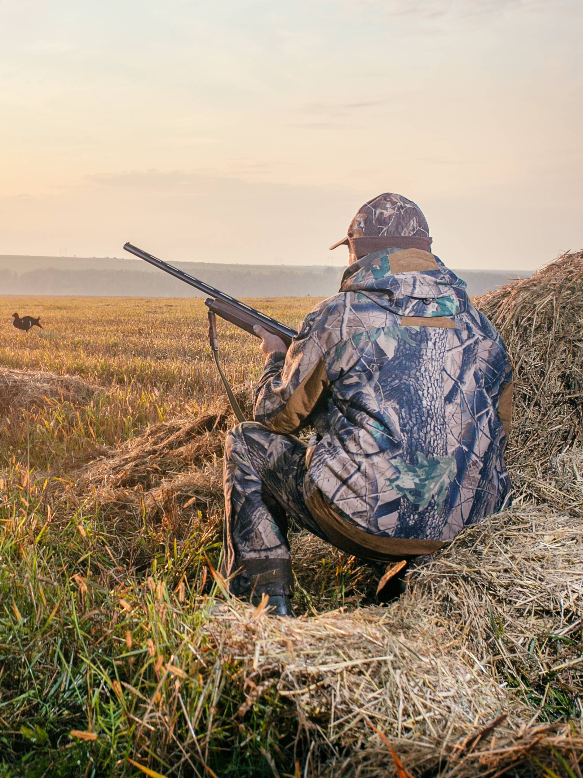 A hunter wearing camouflage holding a rifle while crouching behind a group of birds. He is hunting in an open, grassy field.