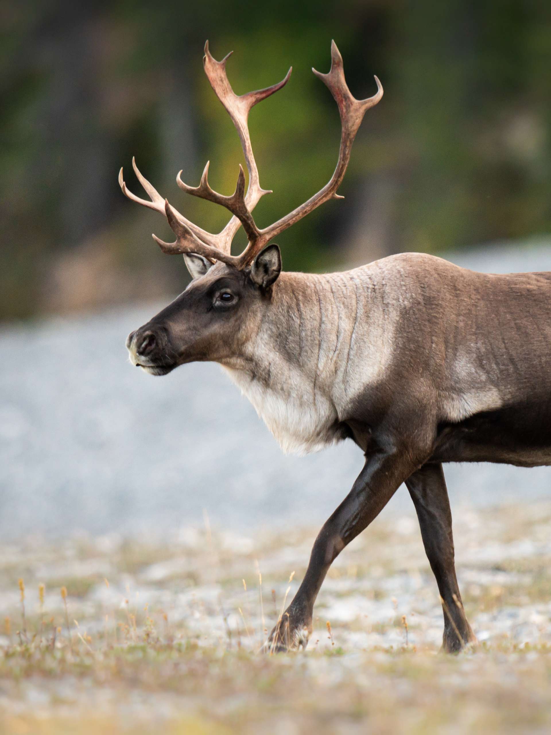 A wild caribou buck walking through a flat landscape. Greenery and mountain rocks are visible in the background.