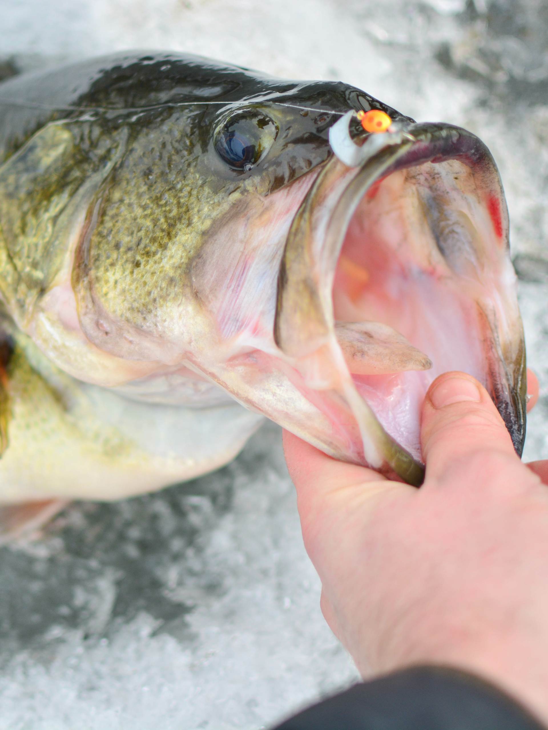 A close-up view shows a person pulling a large-mouth bass from their ice fishing hole. An orange lure is in the fish's mouth.