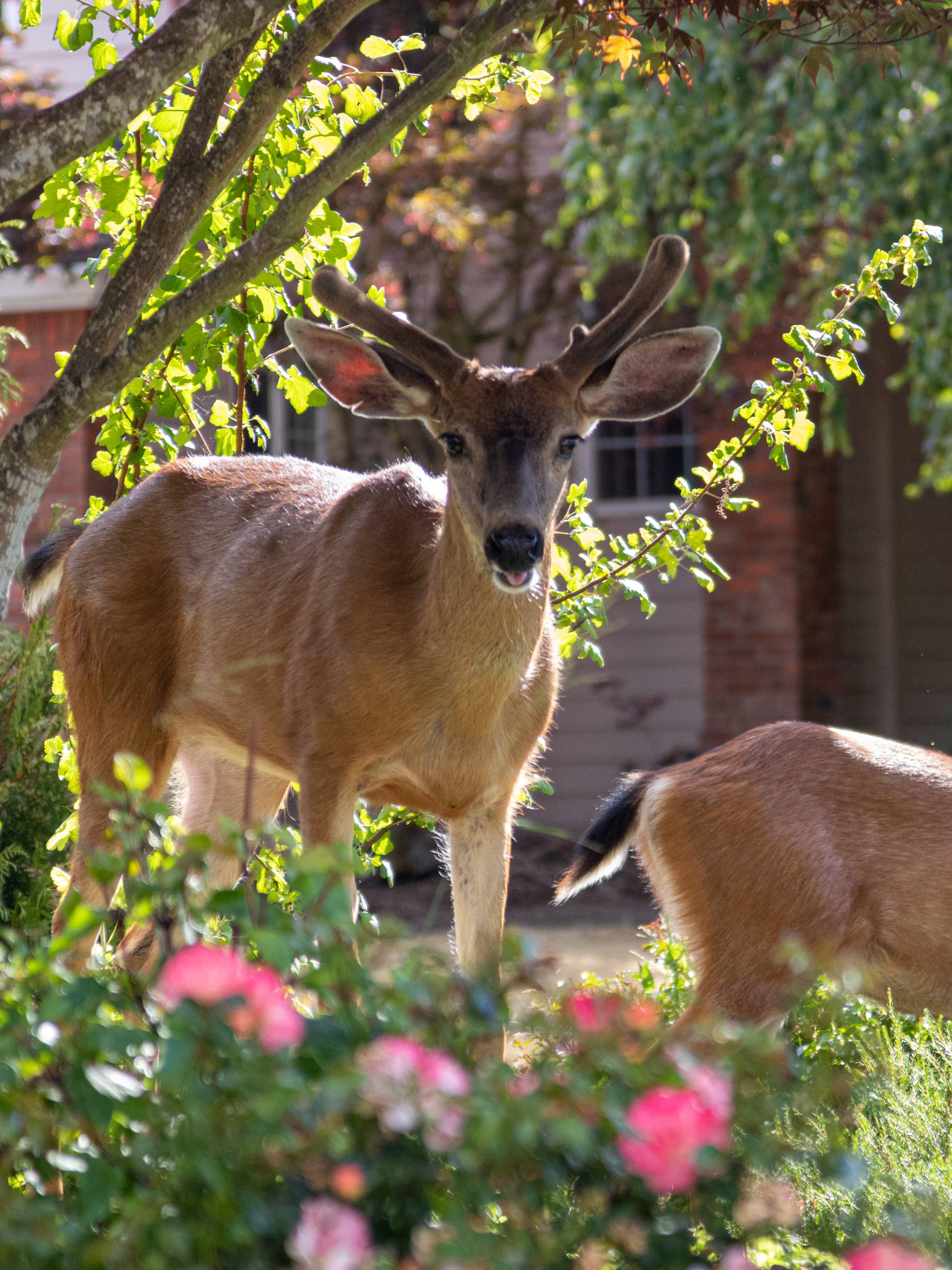 A pair of young black-tailed mule deer grazing on decorative foliage in a suburban neighborhood garden.