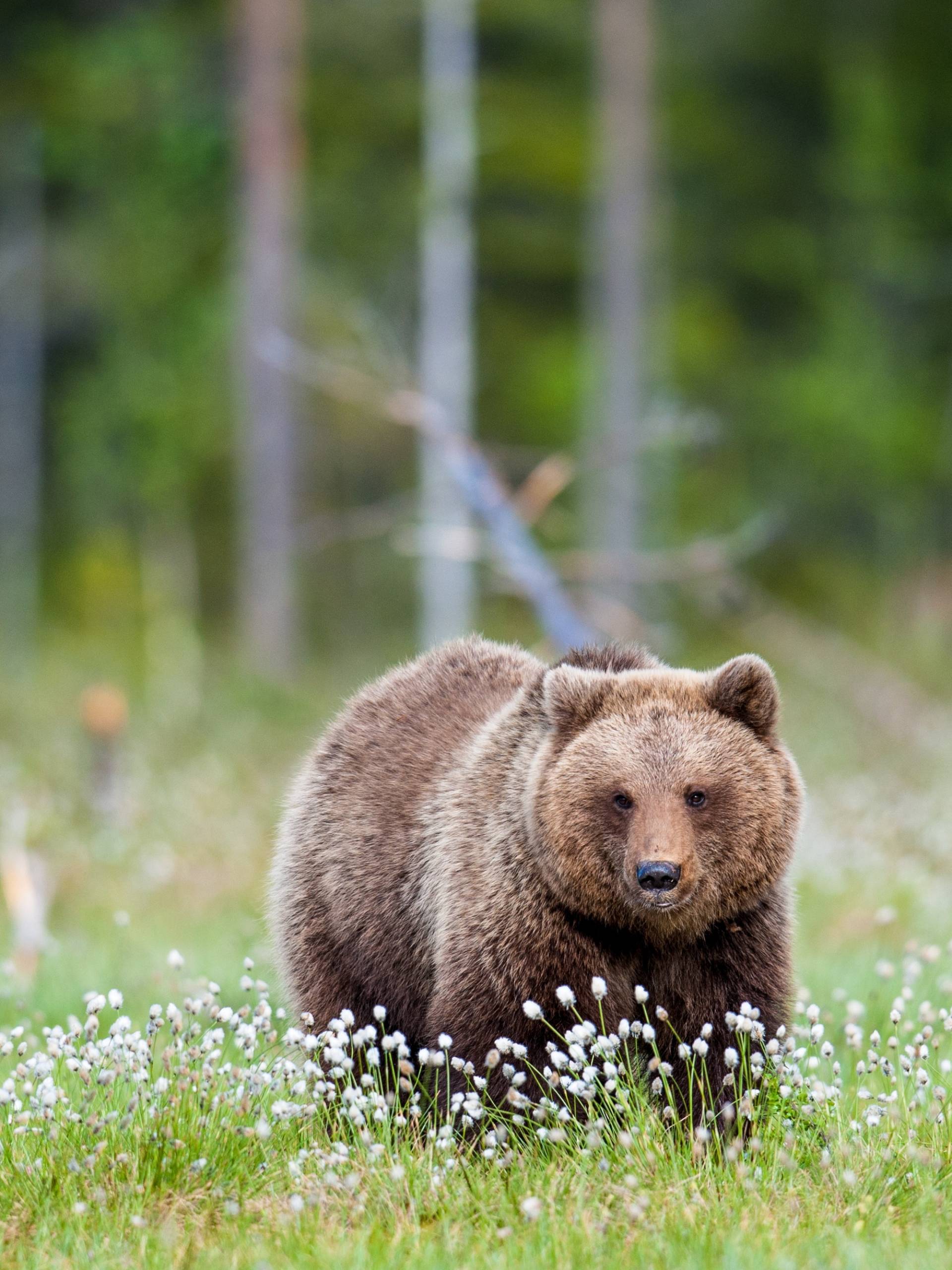 A wild brown bear standing in a meadow. Small white flowers surround the bear, and the tree line is visible behind it.