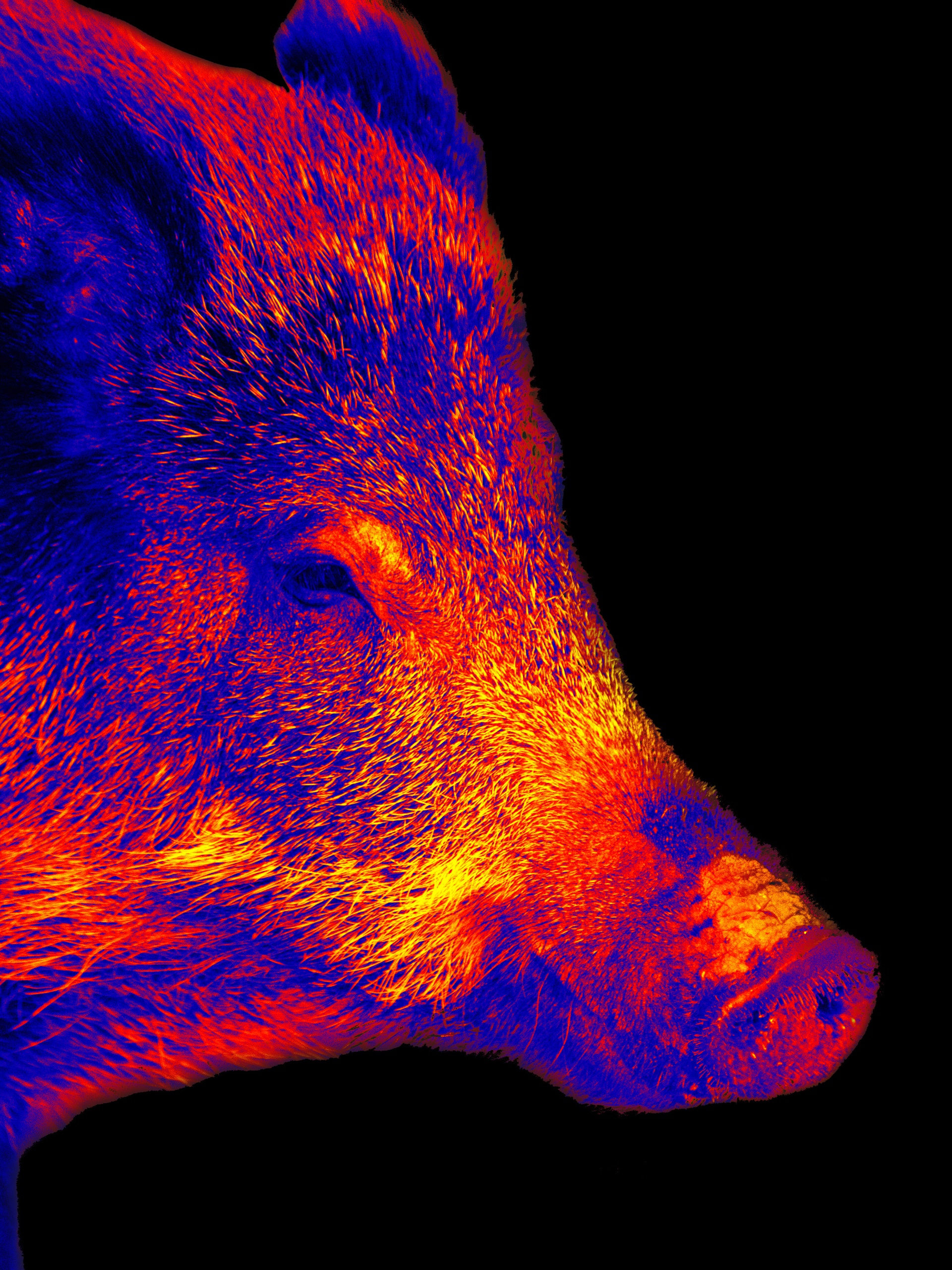 Thermal-style image of a wild boar’s head in profile, shown in vivid red, orange, and blue against a black background.