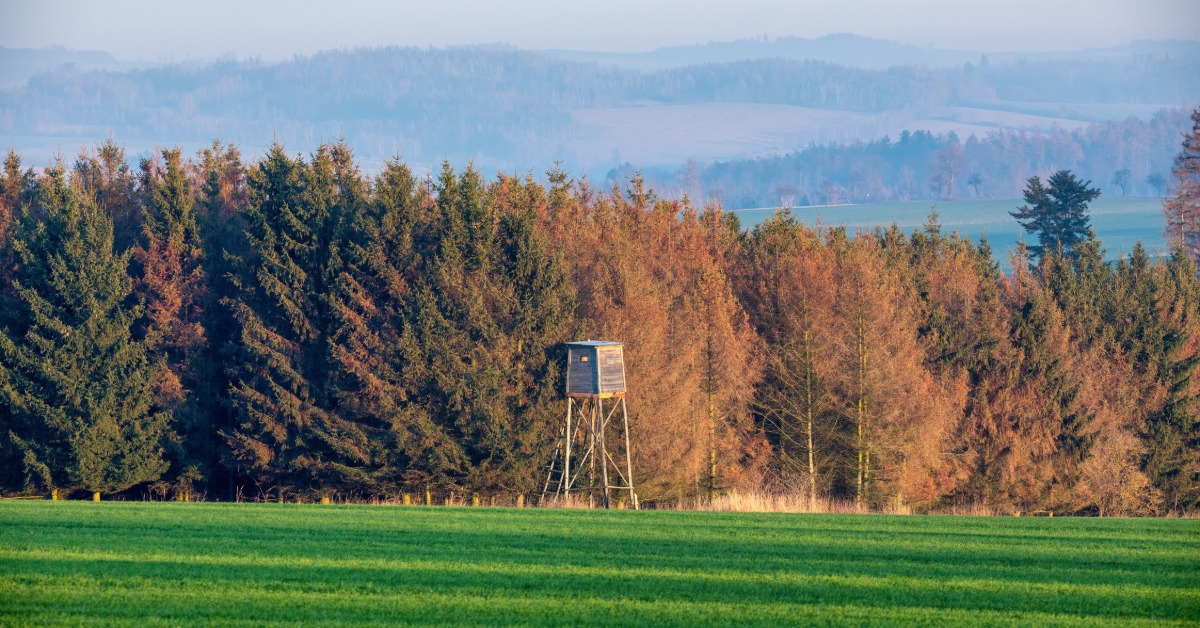 Land Management Tips for a Better Hunting Property